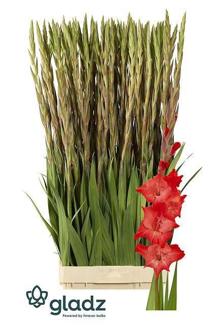 Срезанные цветы оптом Gladiolus la for evigt от 80шт из Голландии с доставкой по России Срезанные цветы оптом Gladiolus la for evigt от 80шт из Голландии с доставкой по России