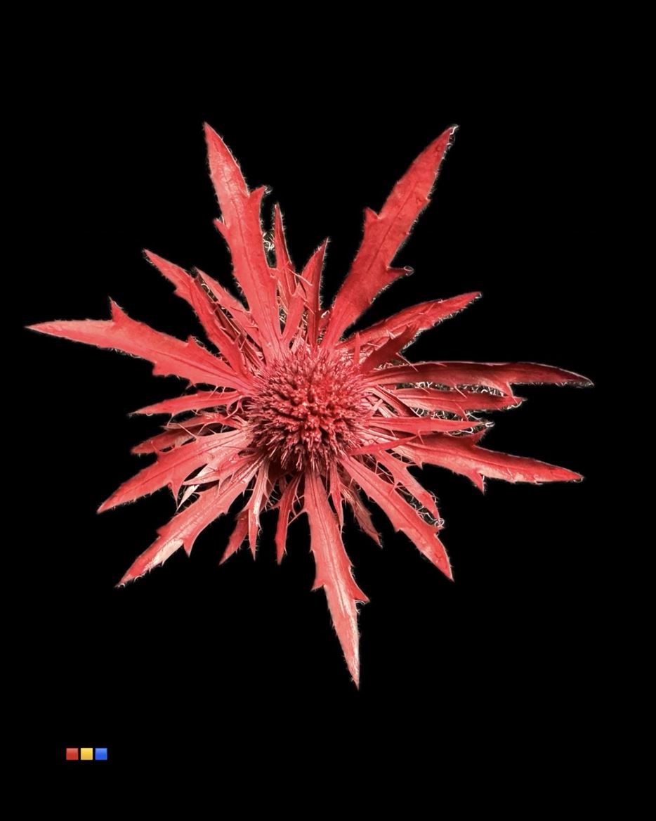 Срезанные цветы оптом Eryngium paint bordeaux от 40шт из Голландии с доставкой по России