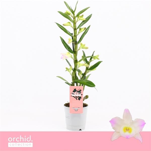 Горшечные цветы и растения оптом Dendr Nob 1st Kumiko Orchid Collection от 10шт из Голландии с доставкой по России