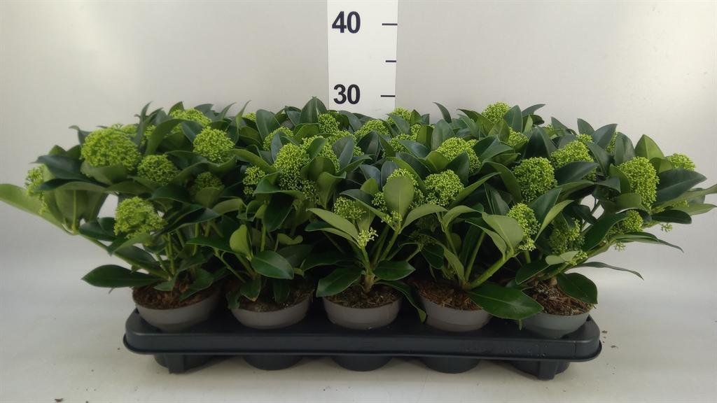 Горшечные цветы и растения оптом Skimmia Jap. white Globe от 10шт из Голландии с доставкой по России