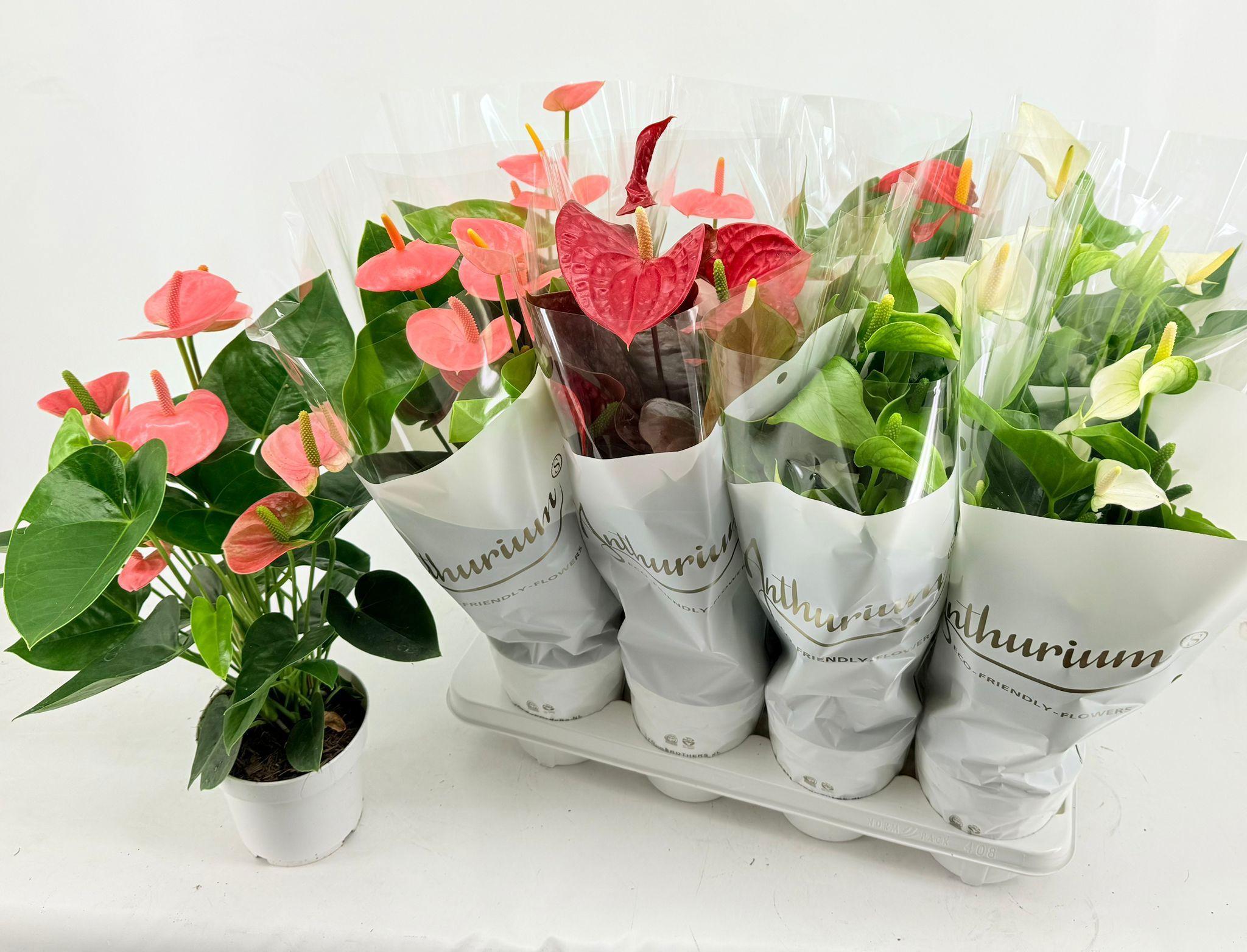 Горшечные цветы и растения оптом Anthu An Gem 3 Kl от 8шт из Голландии с доставкой по России