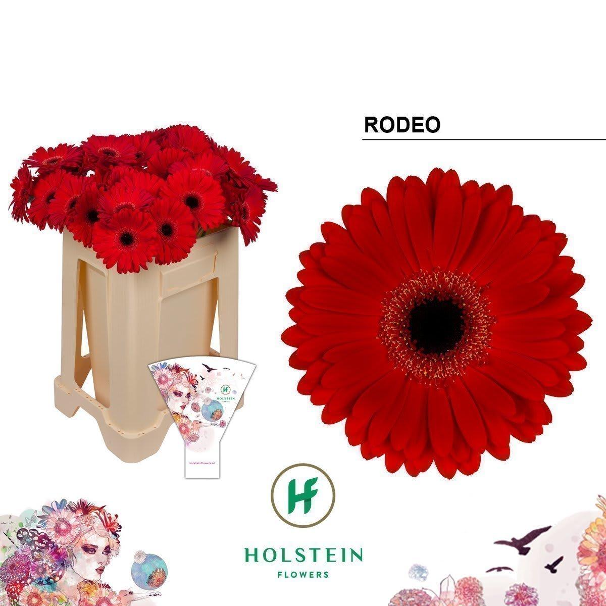Срезанные цветы оптом Gerbera rodeo от 40шт из Голландии с доставкой по России