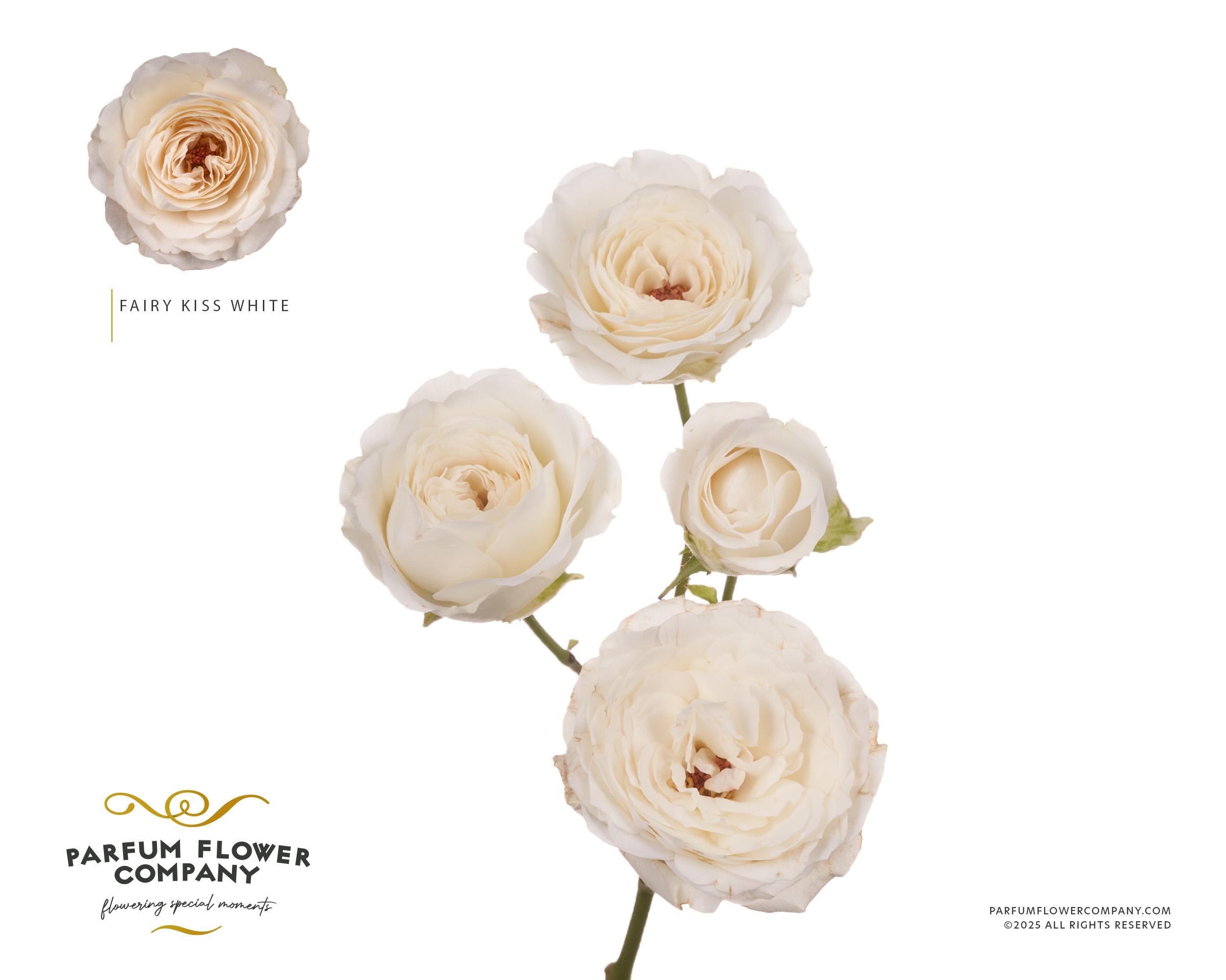 Срезанные цветы оптом Rosa spray garden princess fairy white от 24шт из Голландии с доставкой по России