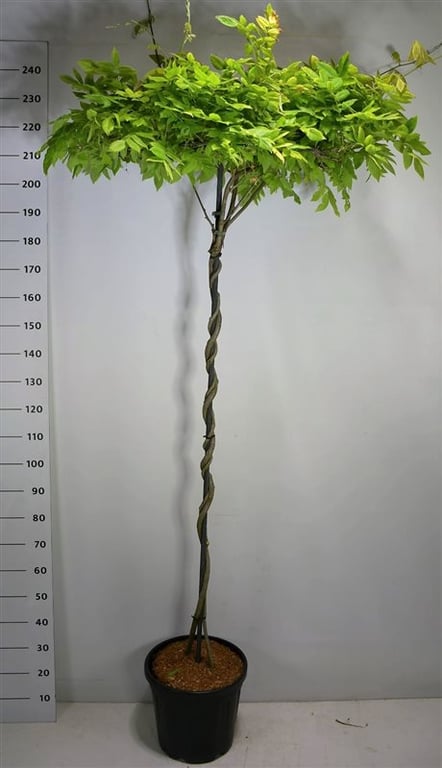 Горшечные цветы и растения оптом Wisteria Brach Yokohama Fuji On Stem от 1шт из Голландии с доставкой по России