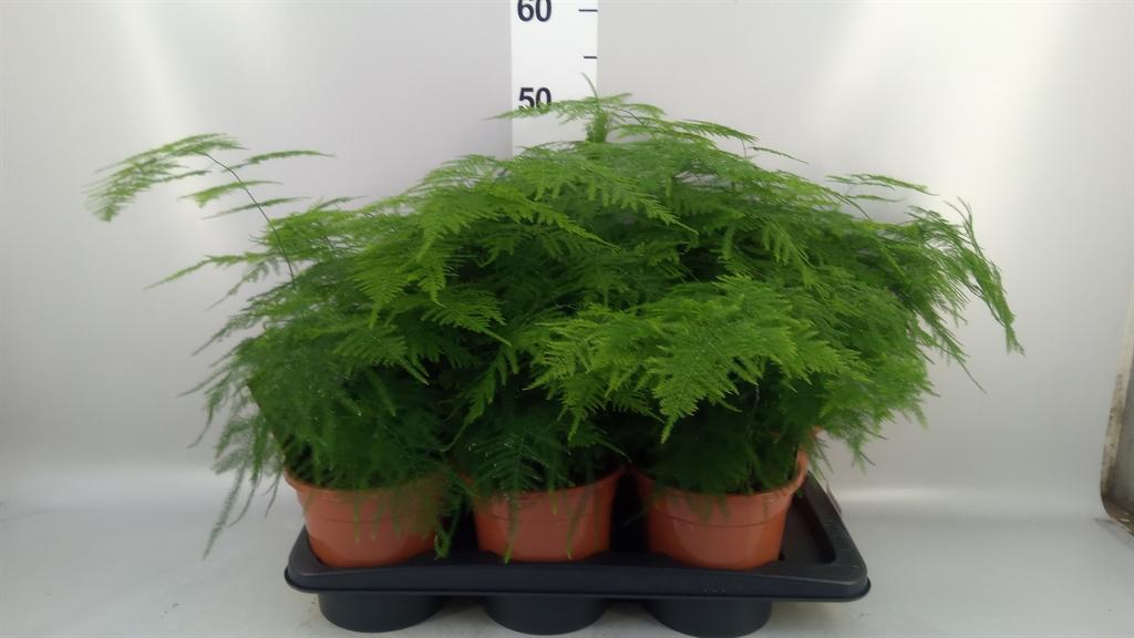 Горшечные цветы и растения оптом Asparagus Setaceus от 6шт из Голландии с доставкой по России