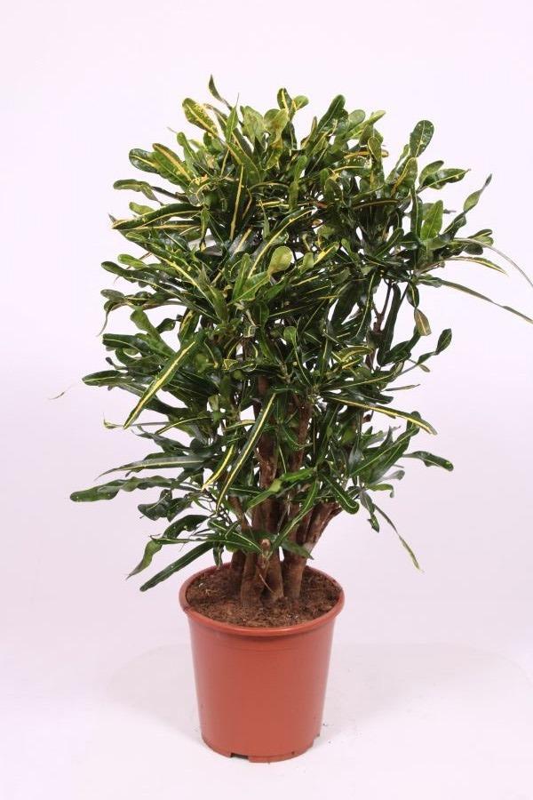 Горшечные цветы и растения оптом Codiaeum Yellow Mammi (croton) от 1шт из Голландии с доставкой по России