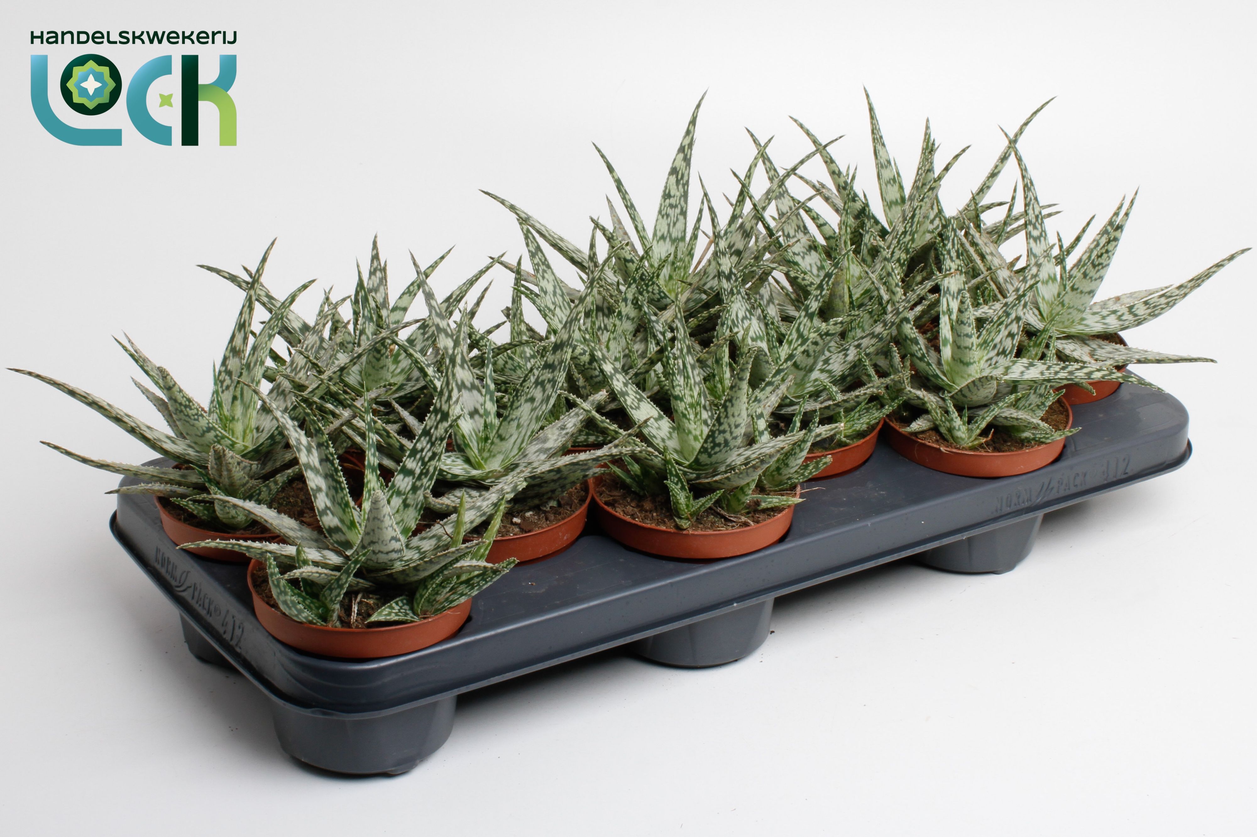 Горшечные цветы и растения оптом Aloe Somaliensis от 12шт из Голландии с доставкой по России