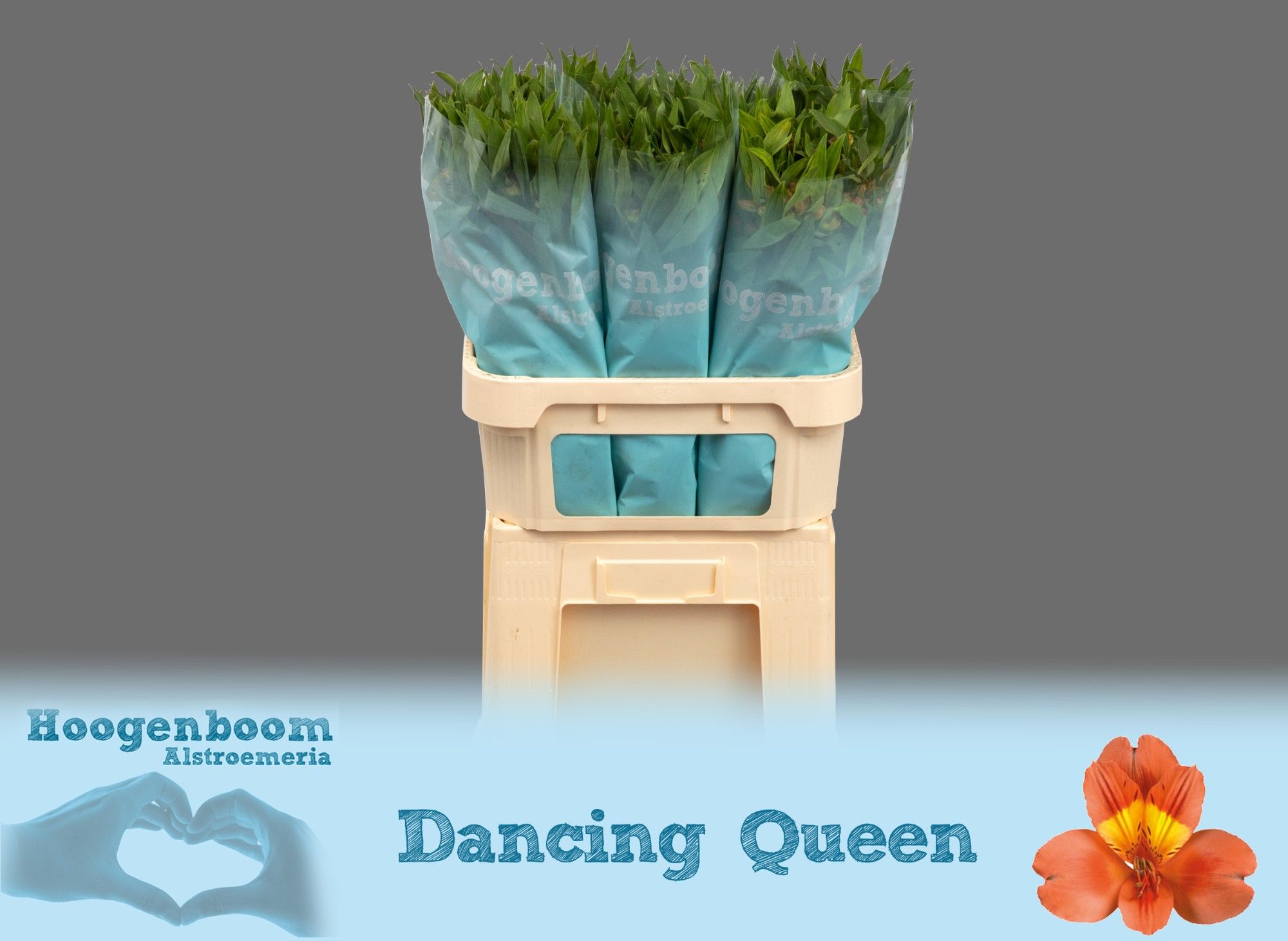Срезанные цветы оптом Alstroemeria dancing queen от 60шт. из Голландии с доставкой по России