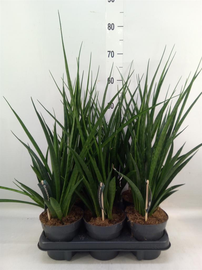 Горшечные цветы и растения оптом Sansevieria Kirki Friends от 6шт из Голландии с доставкой по России