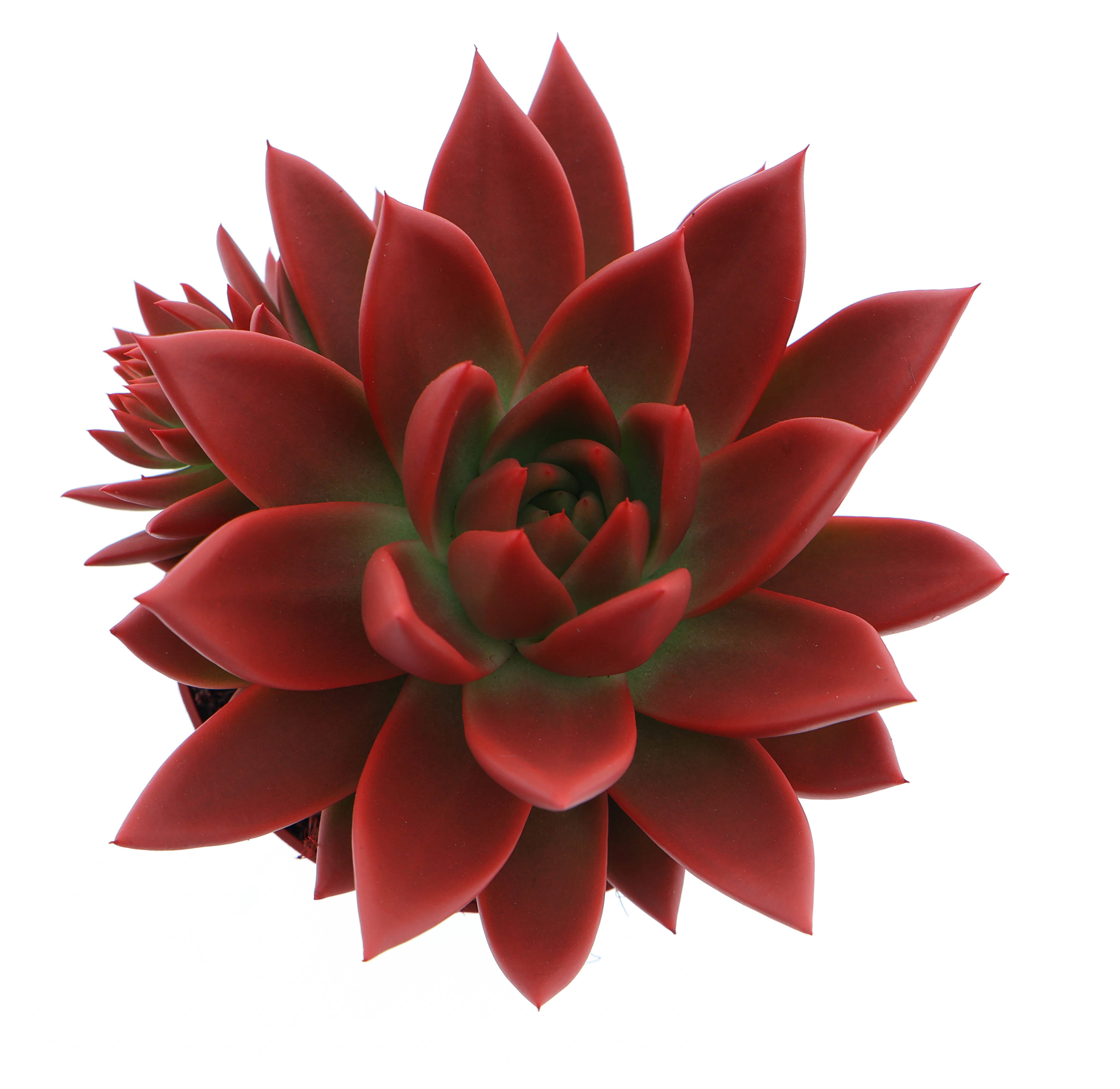 Горшечные цветы и растения оптом Echeveria Rainbow Red от 8шт из Голландии с доставкой по России