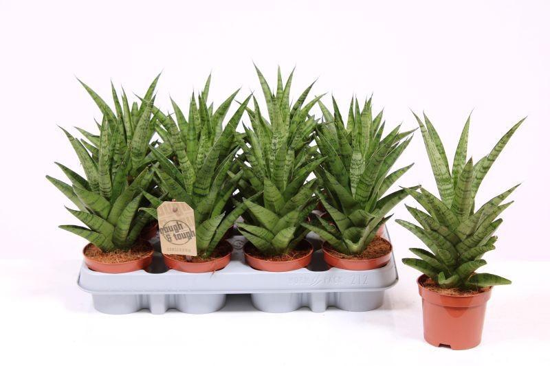 Горшечные цветы и растения оптом Sansevieria Tough Lady от 12шт (для телеги) из Голландии с доставкой по России