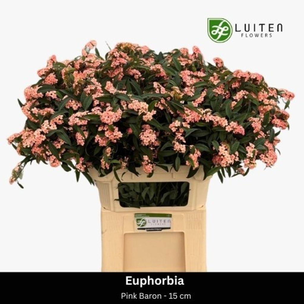 Срезанные цветы оптом Euphorbia sp pink baron от 40шт из Голландии с доставкой по России