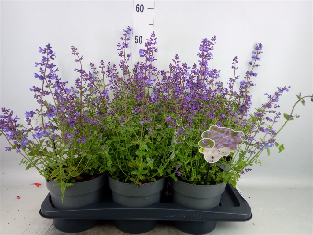 Горшечные цветы и растения оптом Nepeta Faassenii от 6шт из Голландии с доставкой по России