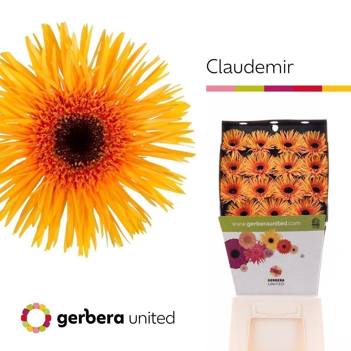 Срезанные цветы оптом Gerbera diamond claudemir от 45шт из Голландии с доставкой по России