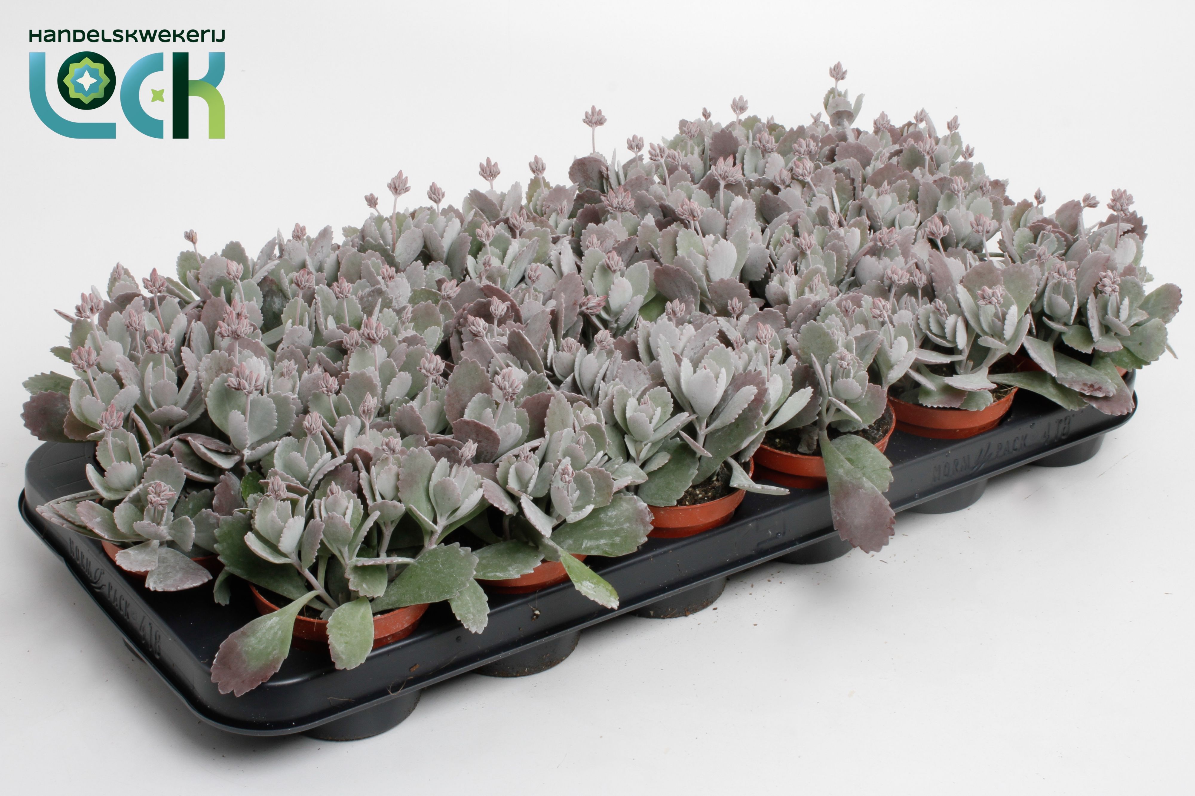 Горшечные цветы и растения оптом Kalanchoe Pumila от 18шт (для телеги) из Голландии с доставкой по России