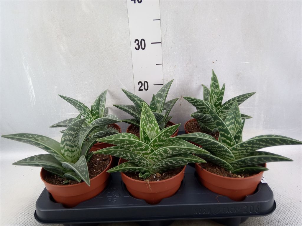 Горшечные цветы и растения оптом Aloe Variegata от 6шт из Голландии с доставкой по России