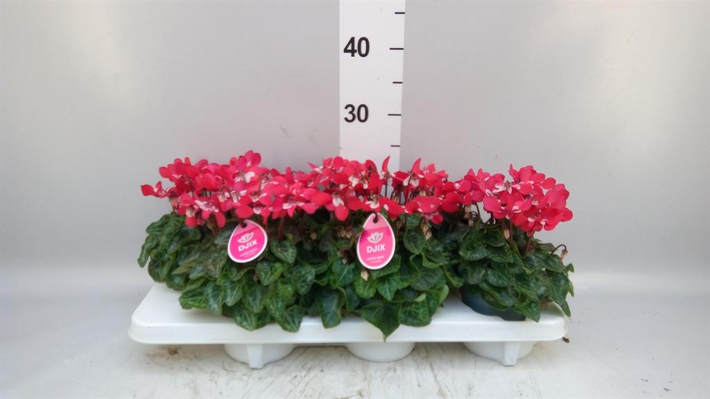 Горшечные цветы и растения оптом Cyclamen Kl djix от 6шт (для телеги) из Голландии с доставкой по России