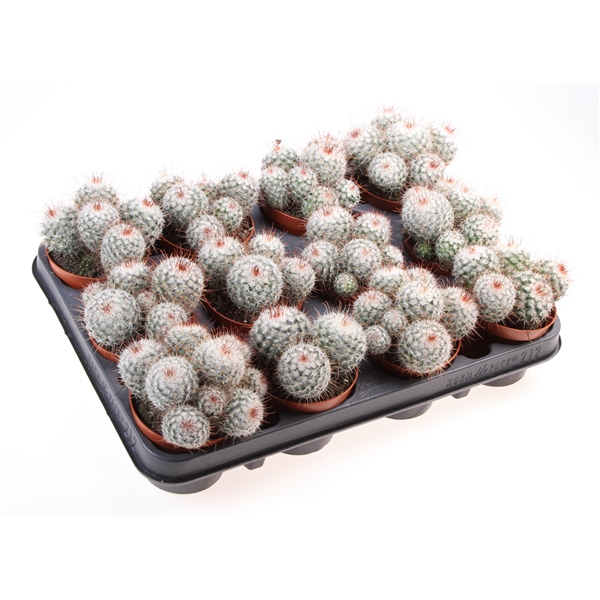 Горшечные цветы и растения оптом Mammillaria Bombycina от 12шт (для телеги) из Голландии с доставкой по России