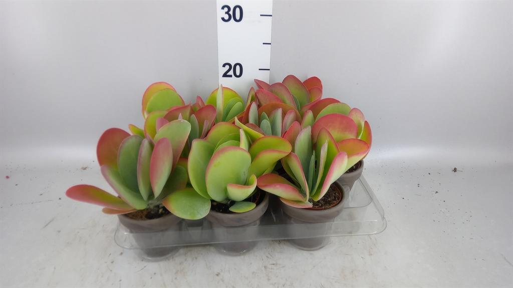 Горшечные цветы и растения оптом Kalanchoe Nf Thyrsiflora от 9шт (для телеги) из Голландии с доставкой по России