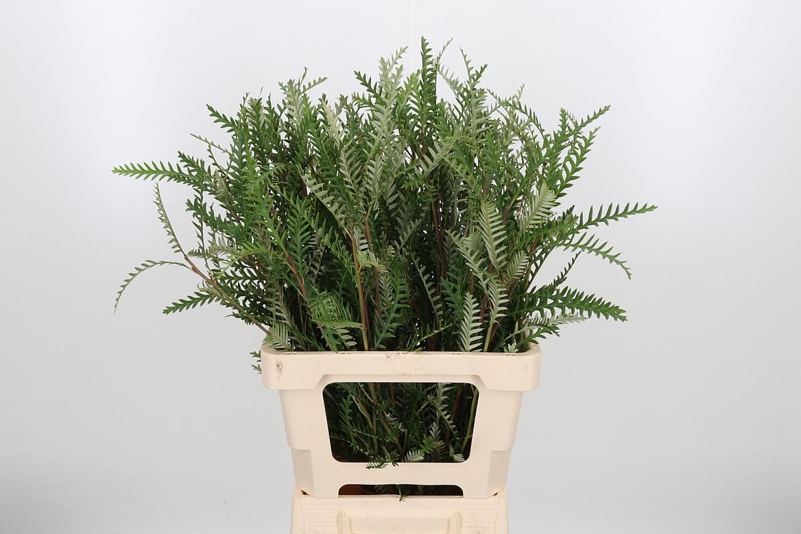 Срезанные цветы оптом Grevillea ivanhoe от 50шт из Голландии с доставкой по России