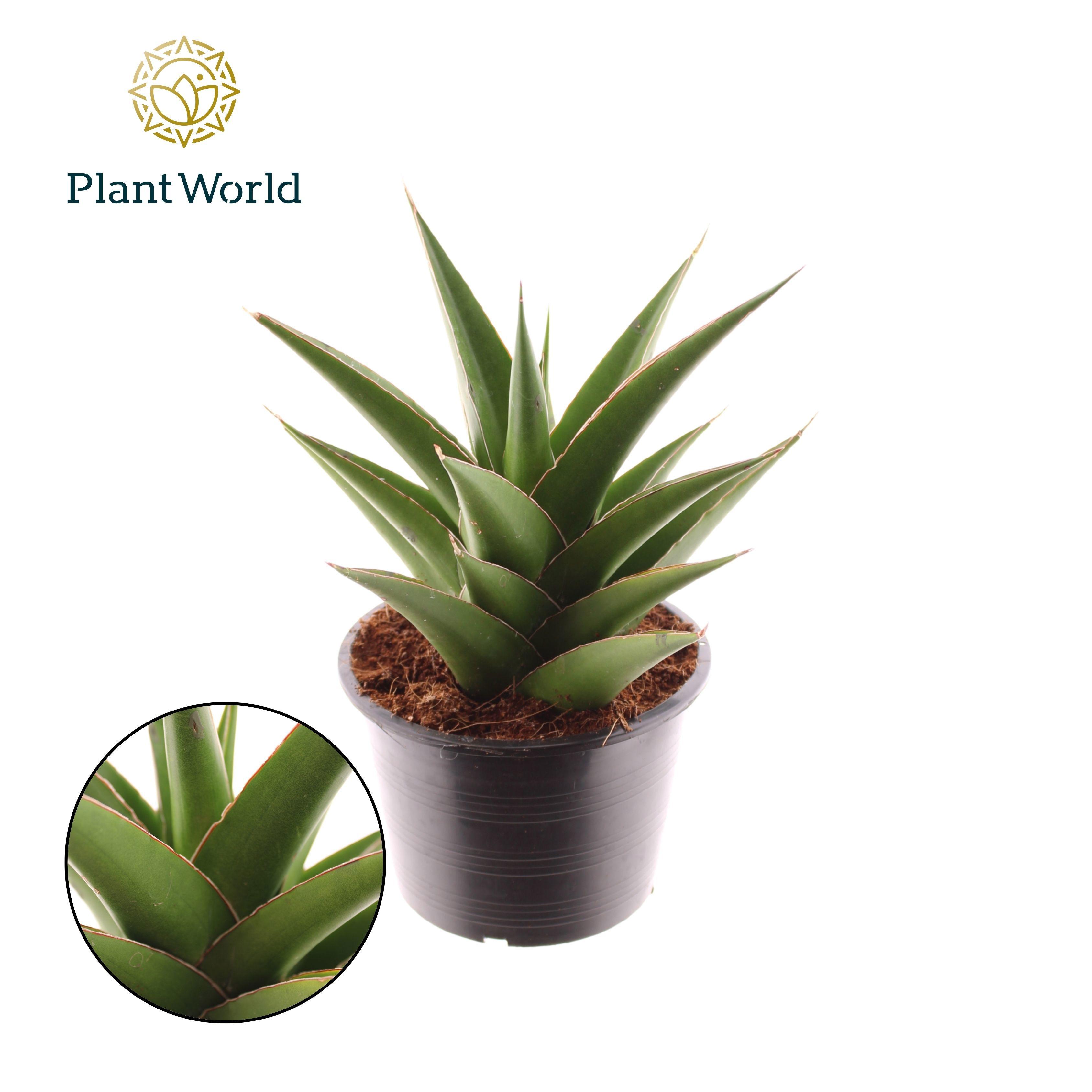 Горшечные цветы и растения оптом Sansevieria Samurai Compacta от 7шт из Голландии с доставкой по России