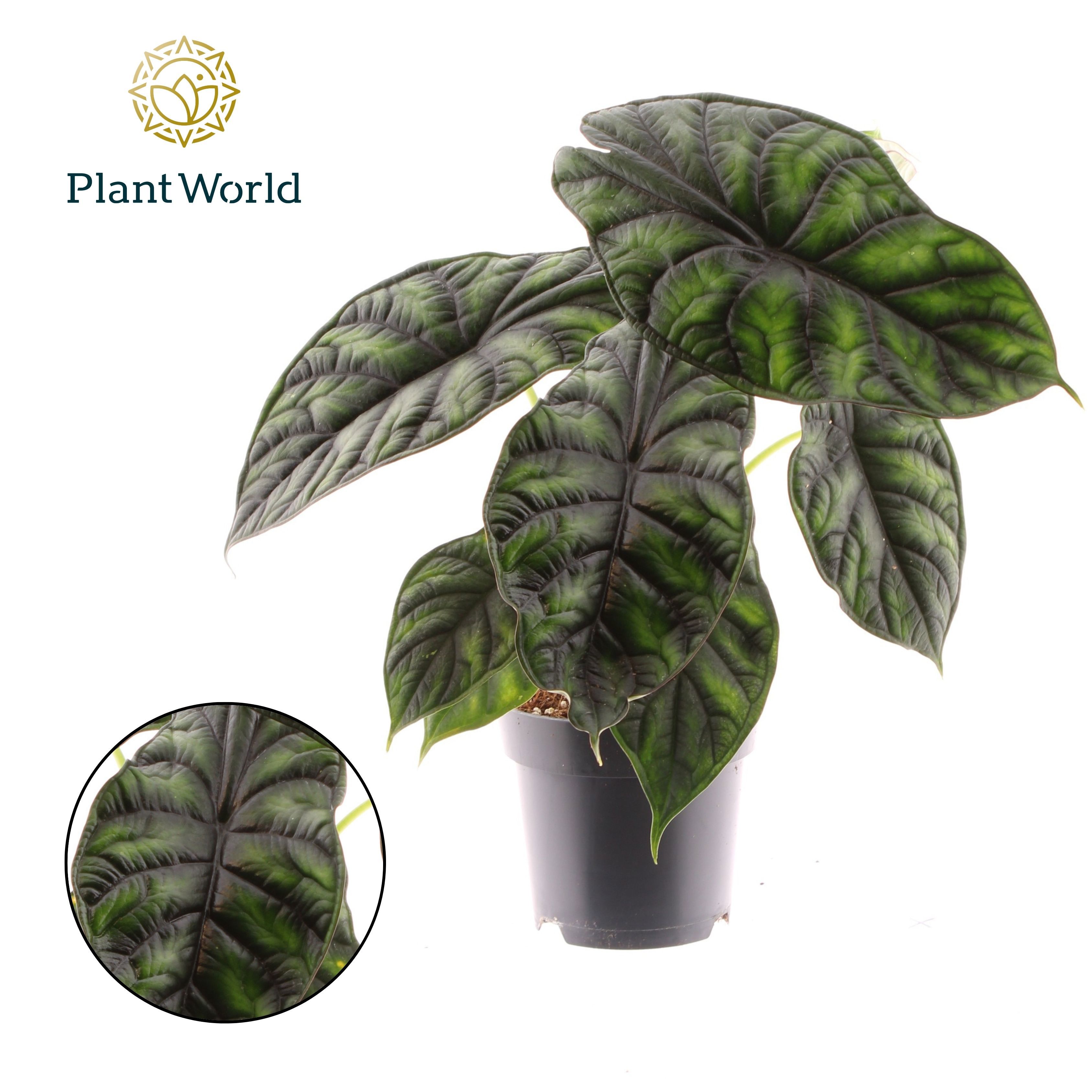 Горшечные цветы и растения оптом Alocasia Dragon Scale от 7шт (для телеги) из Голландии с доставкой по России