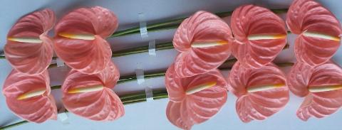 Срезанные цветы оптом Anthurium farao от 10шт из Голландии с доставкой по России