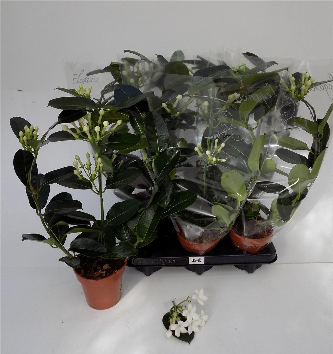 Горшечные цветы и растения оптом Stephanotis Fleur Parfum 3-4 от 6шт из Голландии с доставкой по России