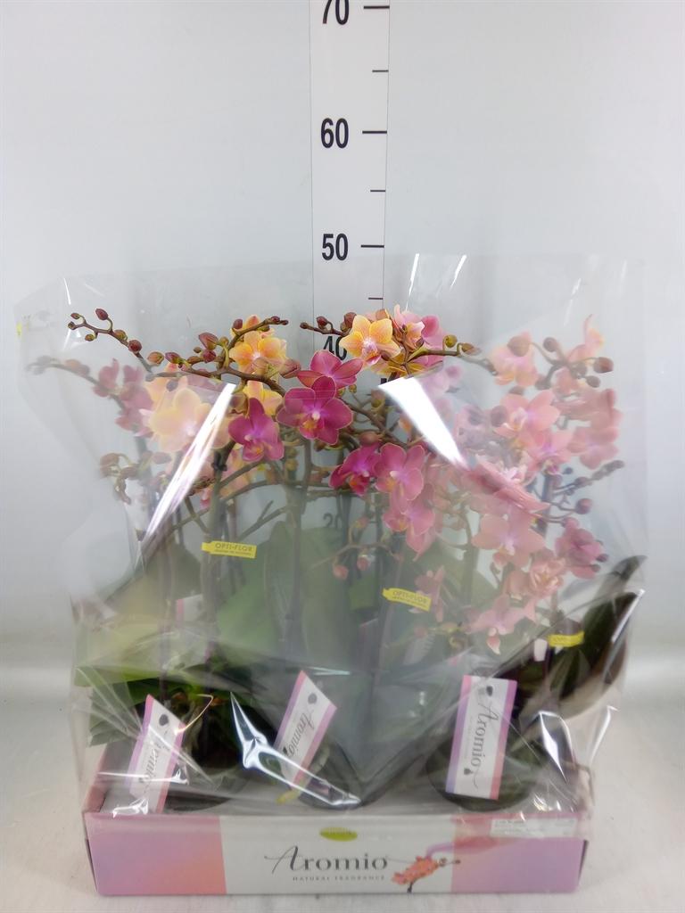 Горшечные цветы и растения оптом Phalaenopsis Multi.   ...mix  3 от 6шт из Голландии с доставкой по России