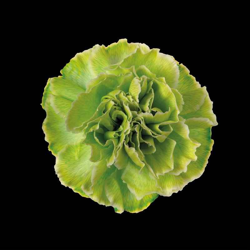 Срезанные цветы оптом Dianthus st paint green от 80шт из Голландии с доставкой по России