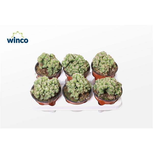 Горшечные цветы и растения оптом Cereus Peruvianus Monstruoza Cristata от 6шт из Голландии с доставкой по России