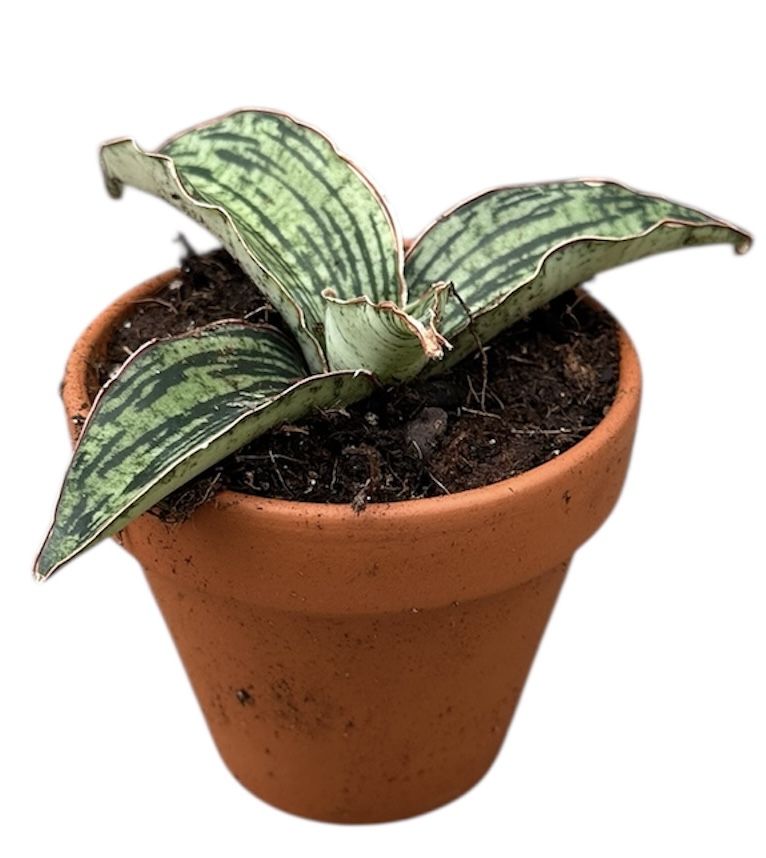 Горшечные цветы и растения оптом Sansevieria Cleopatra от 1шт (для телеги) из Голландии с доставкой по России