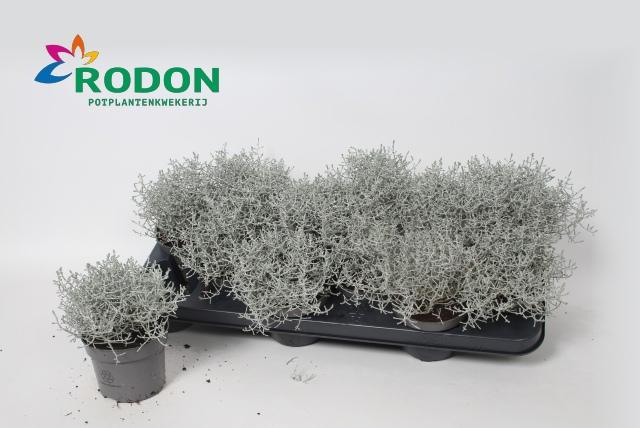 Горшечные цветы и растения оптом Leucoph Brownii от 12шт из Голландии с доставкой по России