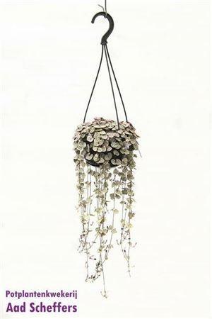 Горшечные цветы и растения оптом Ceropegia Linearis Woodii Variegata Hang P14 от 1шт из Голландии с доставкой по России