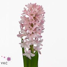 Срезанные цветы оптом Hyacinthus fondant от 50шт из Голландии с доставкой по России