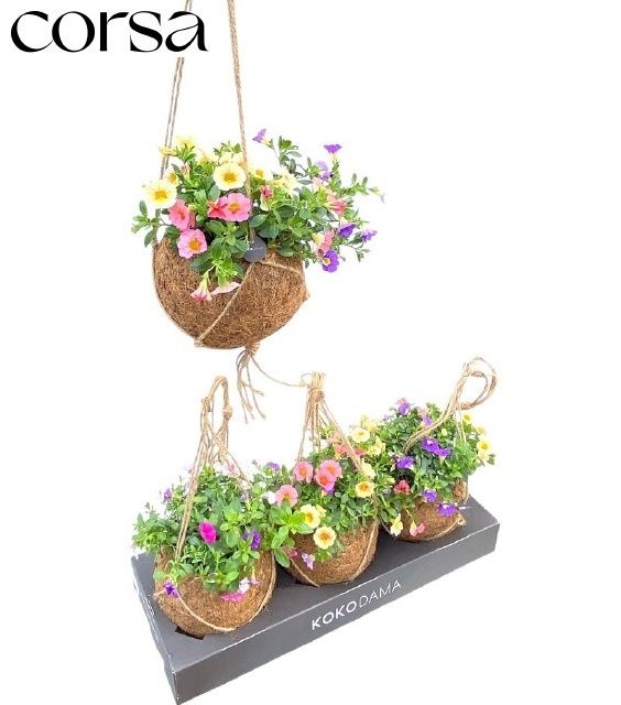 Горшечные цветы и растения оптом Calib Triob P Gem Pt от 3шт из Голландии с доставкой по России