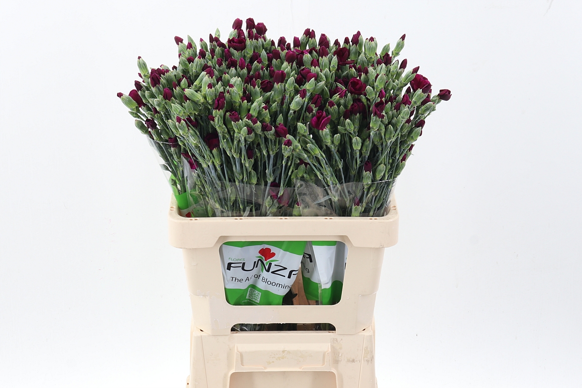 Срезанные цветы оптом Dianthus sp solomio ryan от 100шт из Голландии с доставкой по России