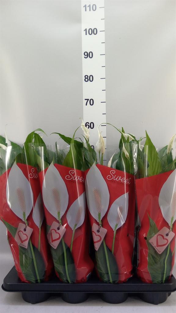 Горшечные цветы и растения оптом Spathiphyllum sweet Chico от 8шт из Голландии с доставкой по России