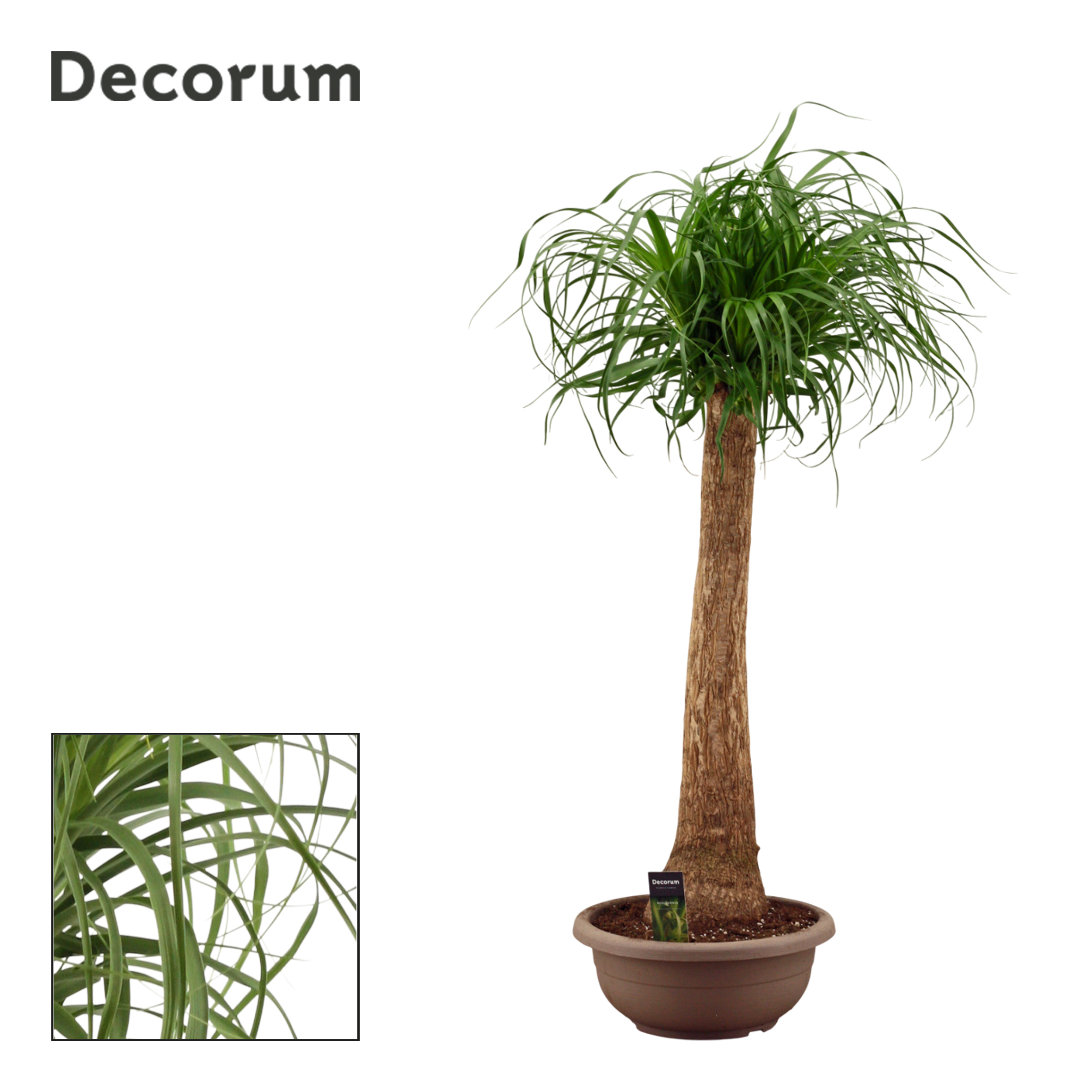 Горшечные цветы и растения оптом Beaucarnea On Stem (decorum) от 1шт из Голландии с доставкой по России