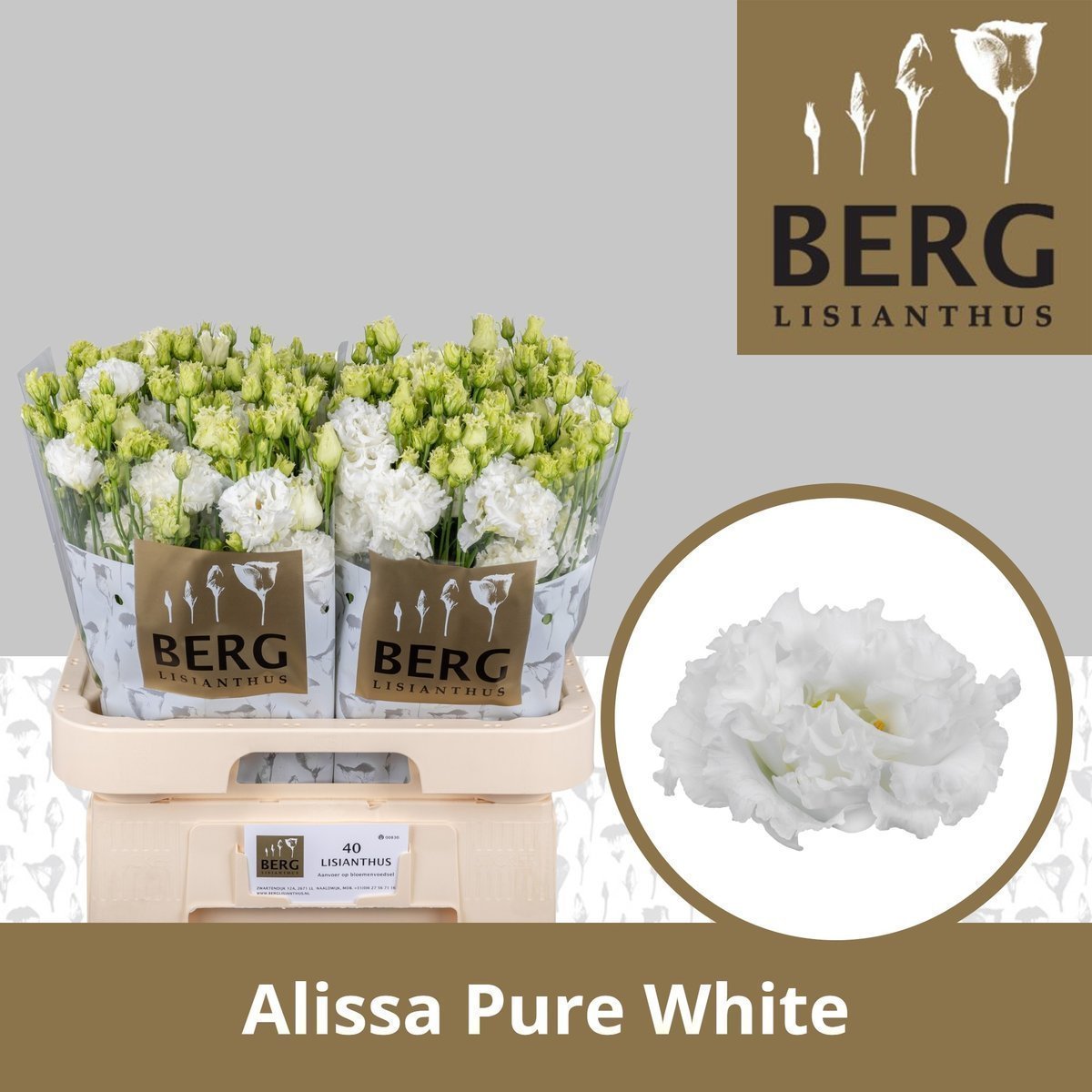Срезанные цветы оптом Lisianthus do alissa pure white от 40шт.. из Голландии с доставкой по России