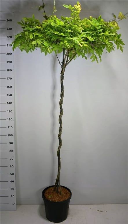 Горшечные цветы и растения оптом Wisteria Brach Yokohama Fuji On Stem от 1шт из Голландии с доставкой по России