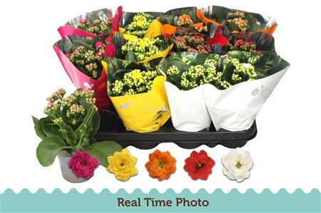 Горшечные цветы и растения оптом Kal Ge Gem 5 Kl * Spring Deal * от 12шт (для телеги) из Голландии с доставкой по России