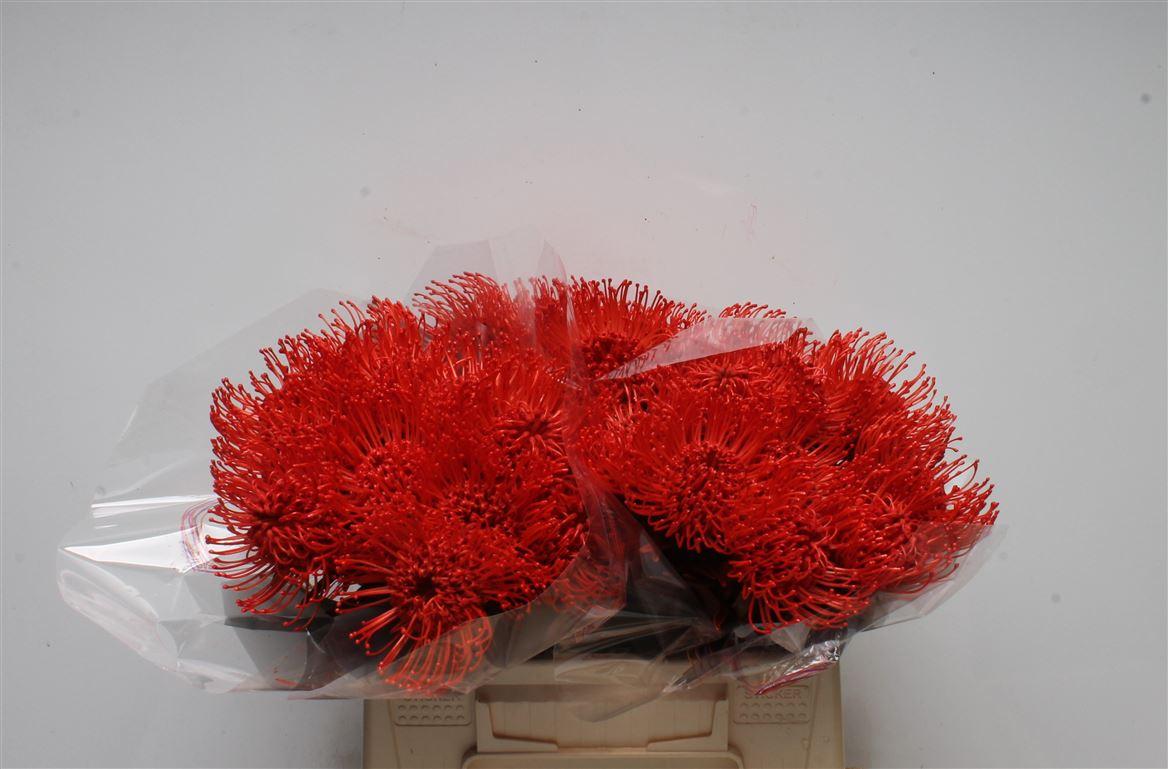 Срезанные цветы оптом Nutans paint red от 30шт из Голландии с доставкой по России