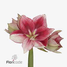 Срезанные цветы оптом Hippeastrum lieve от 15шт из Голландии с доставкой по России