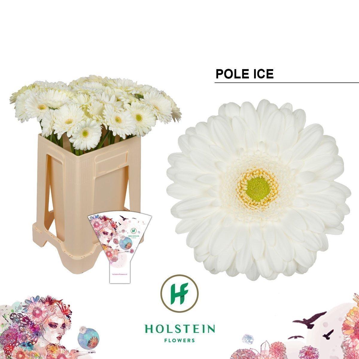 Срезанные цветы оптом Gerbera pole ice от 40шт из Голландии с доставкой по России