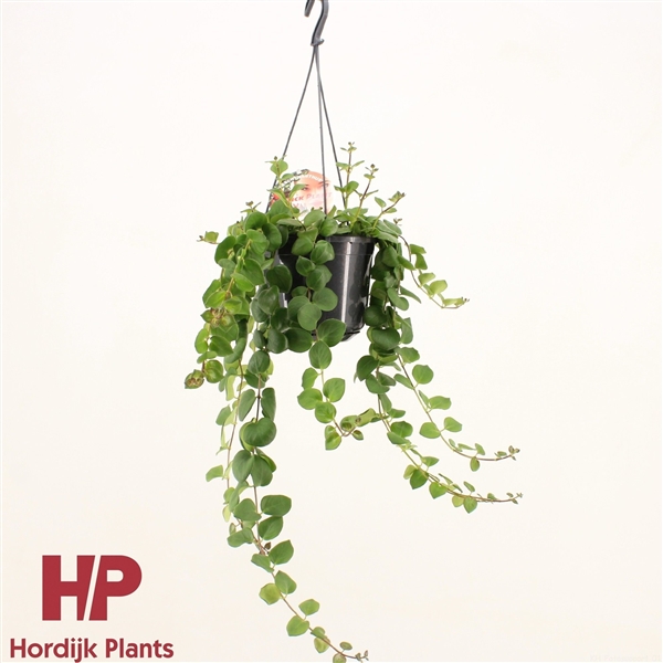 Горшечные цветы и растения оптом Aeschynanthus Thai Pink Green Polka Hanging Pot от 7шт из Голландии с доставкой по России