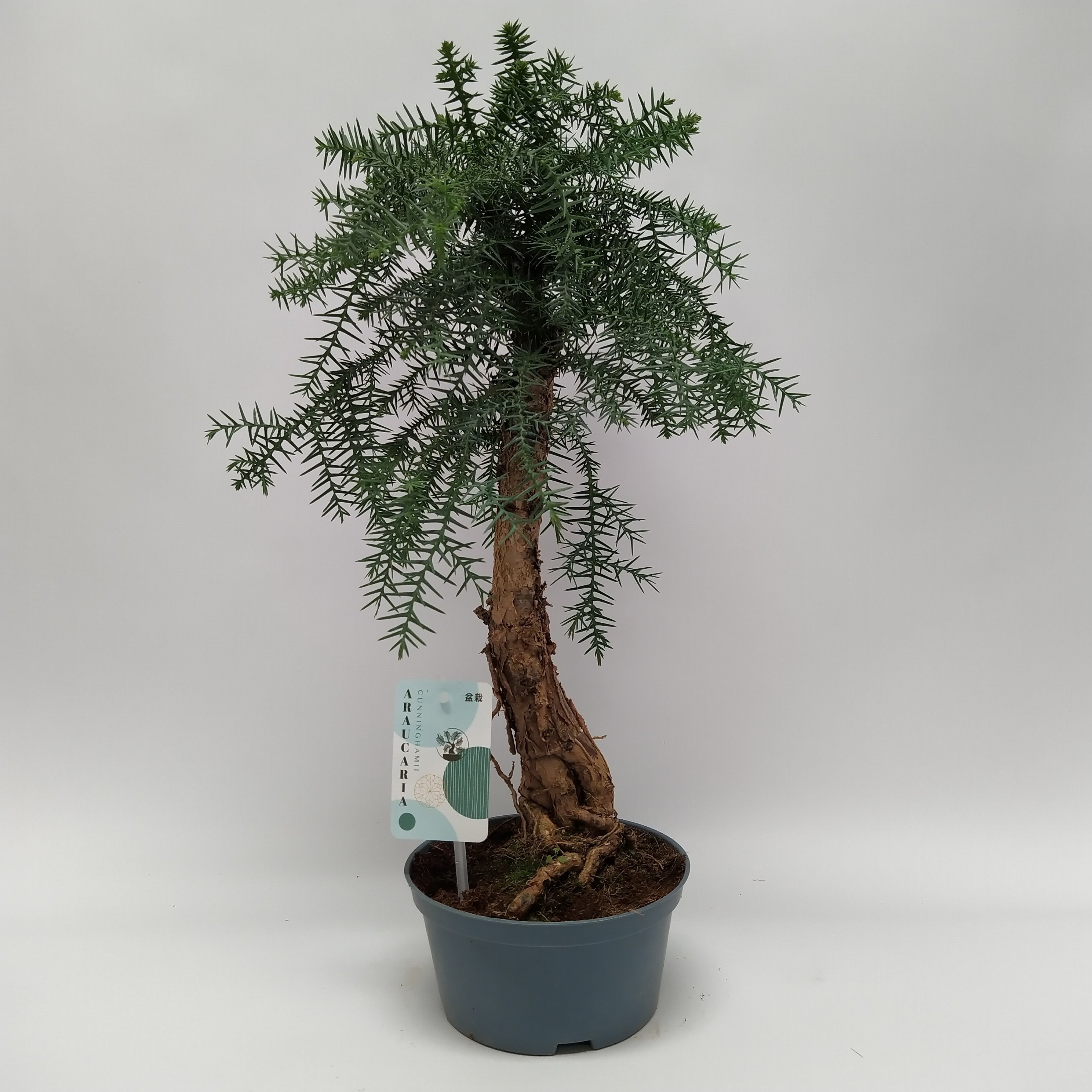 Горшечные цветы и растения оптом Bonsai Araucaria Cunninghamii Bonsai Teeltpot от 4шт из Голландии с доставкой по России