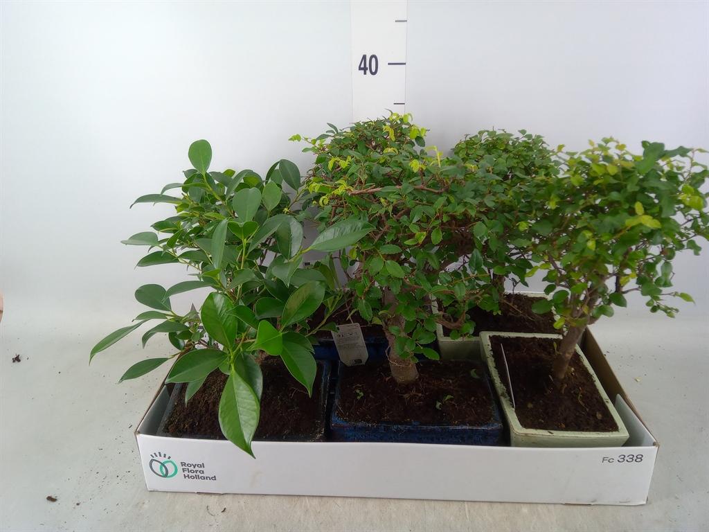 Горшечные цветы и растения оптом Bonsai   ...mix от 6шт из Голландии с доставкой по России