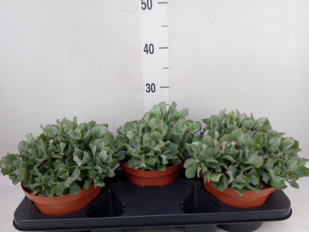 Горшечные цветы и растения оптом Crassula   ...mix от 3шт из Голландии с доставкой по России