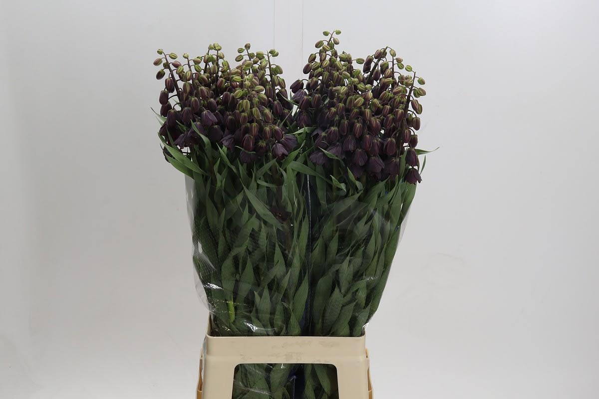 Срезанные цветы оптом Fritillaria persica от 20шт из Голландии с доставкой по России